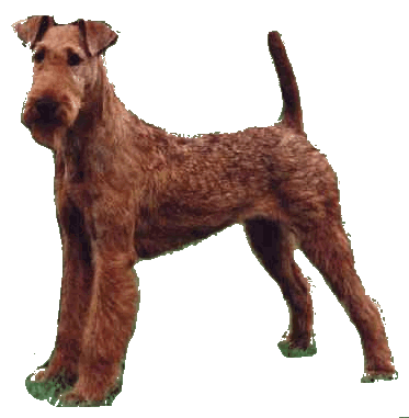 Enter - Irish Terriers