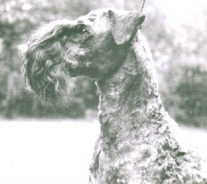 Bluebeard kerry blue terriers cheap