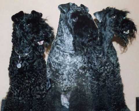 Dali&Jack&Ira